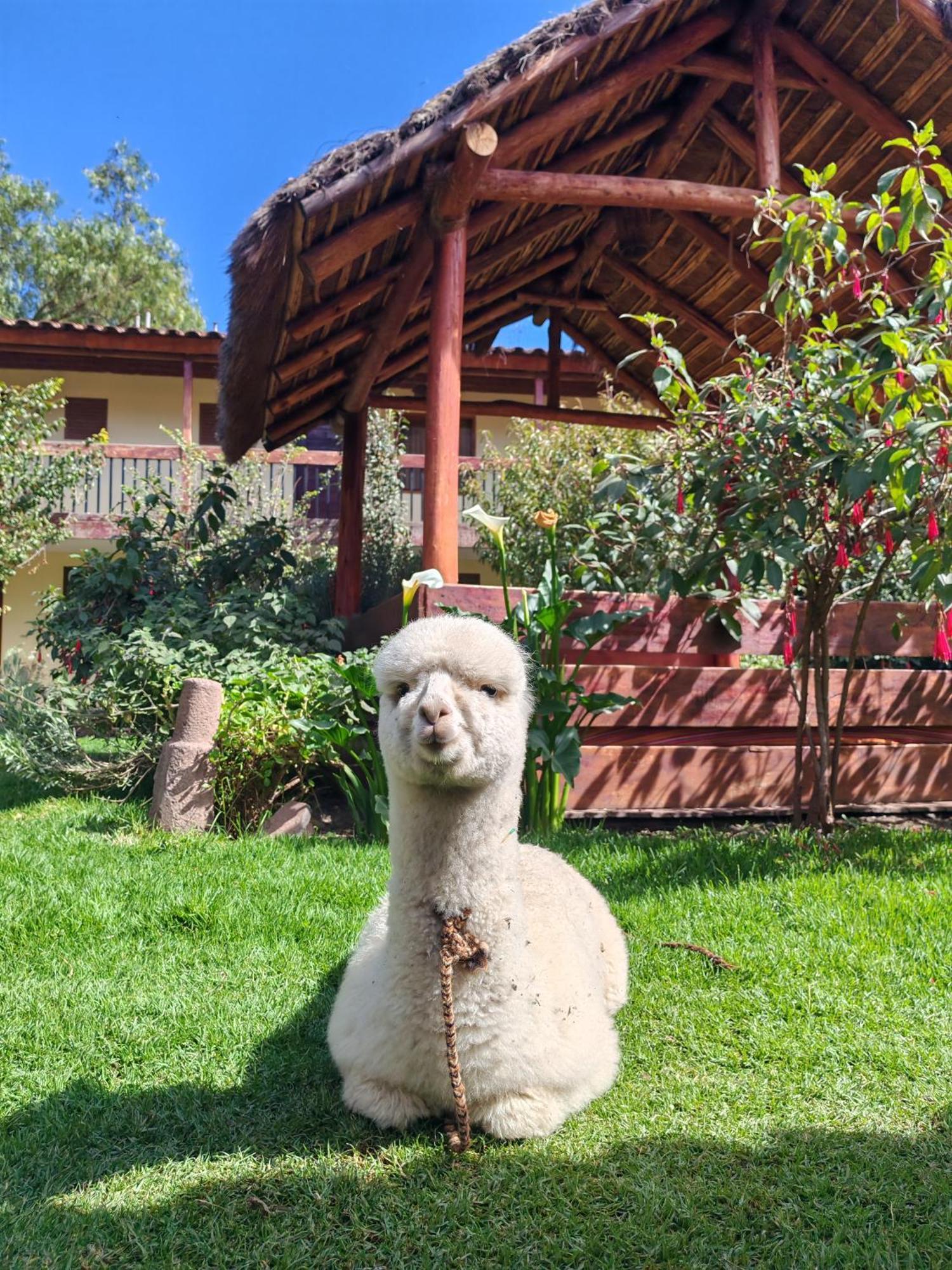Hospedaje Chaska Pisac Buitenkant foto